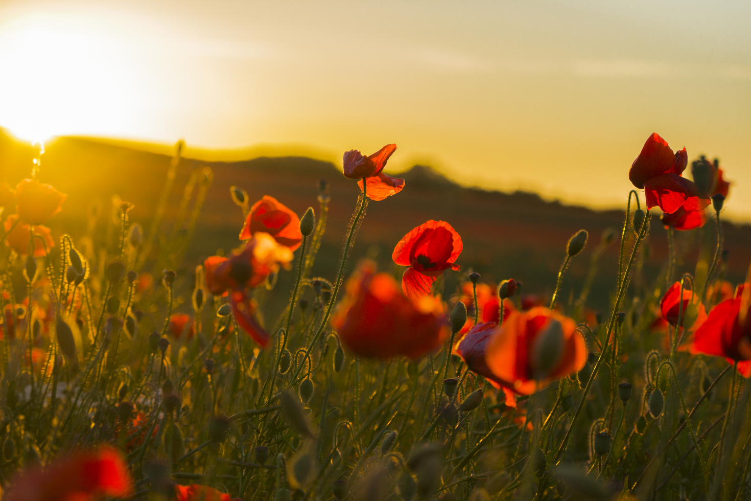 flowers
