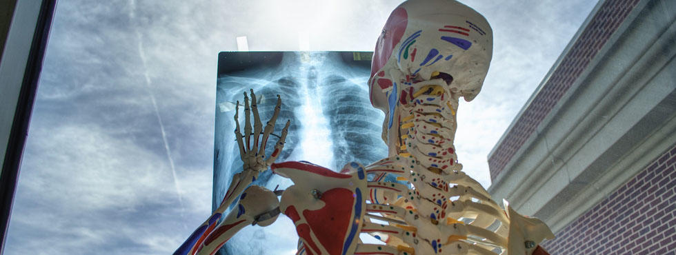 human body looking at the x-ray