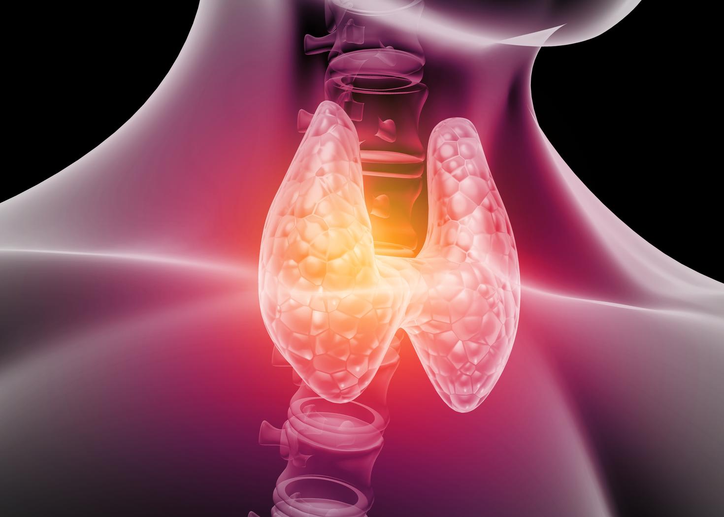 Human thyroid anatomy