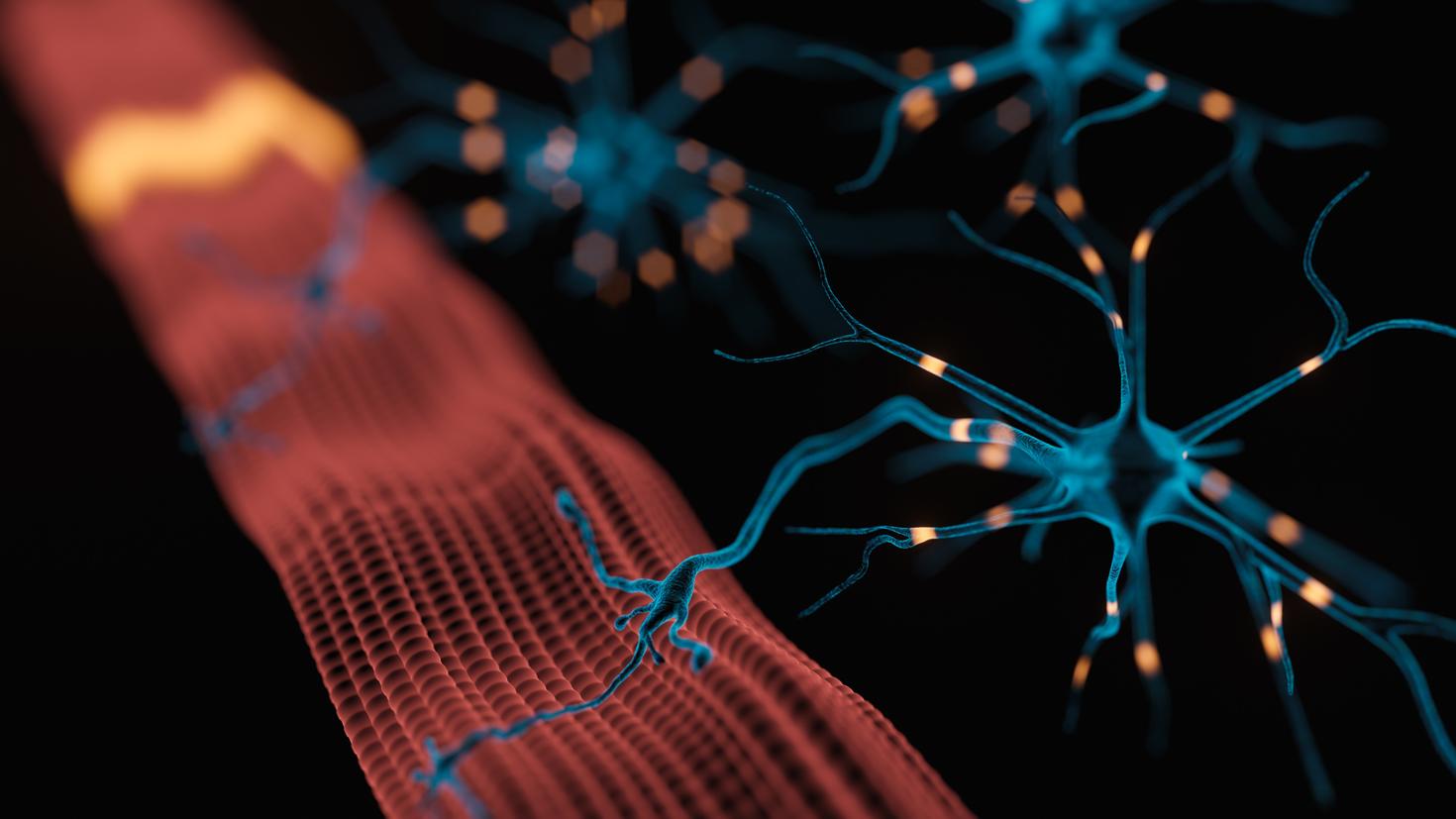 Neuromuscular Junction