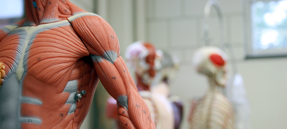 Human arm and torso - Anatomy