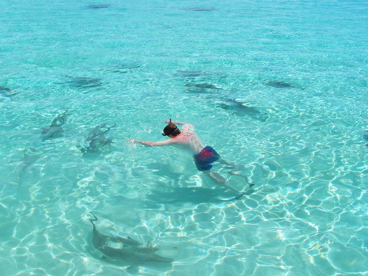 Dr. Ferguson swimming with sharks