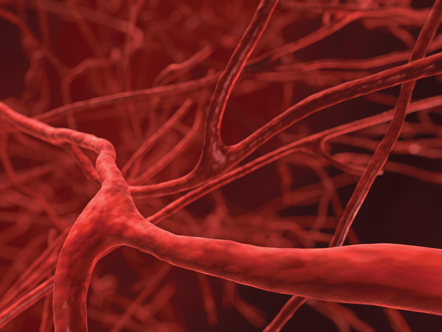 Zoomed in Image of circulatory system