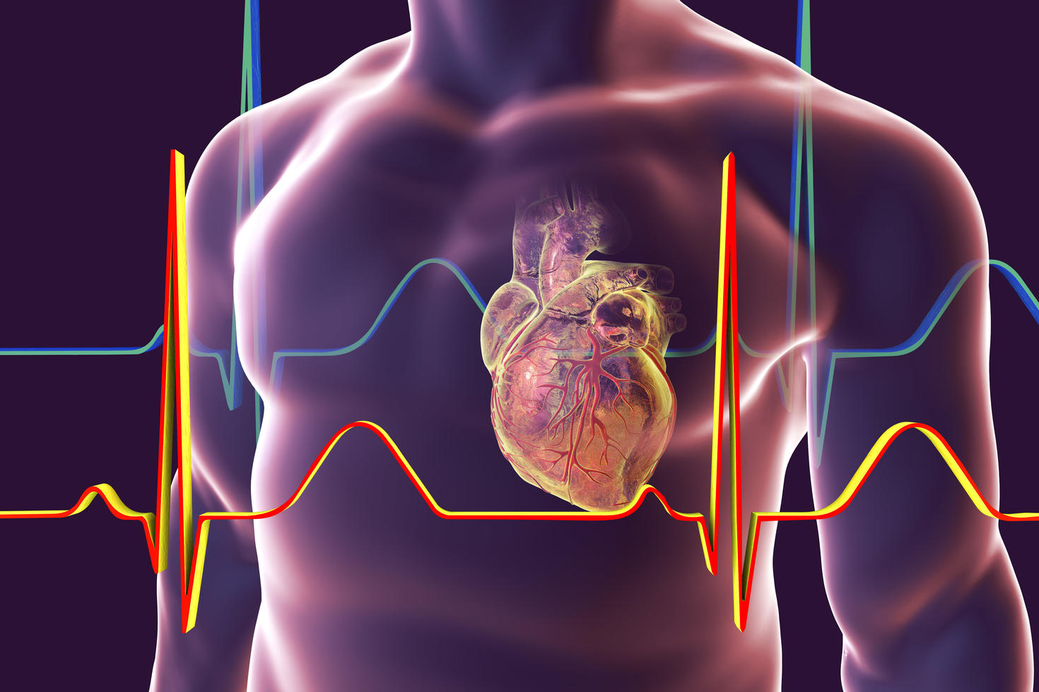 Human heart with vessels and ECG background