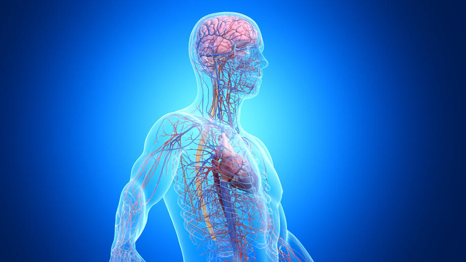 human brain-heart connection displayed through illustration on a blue background