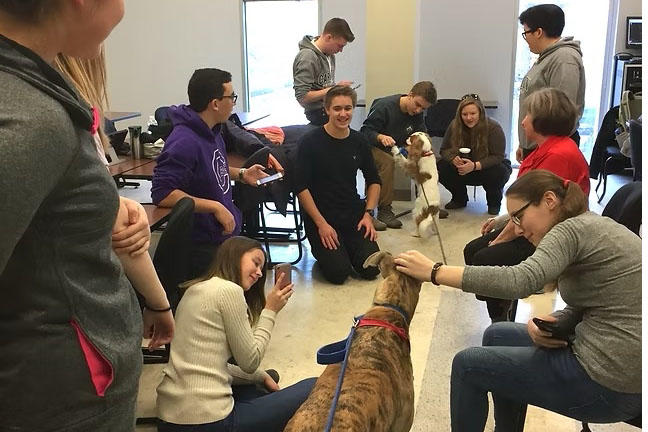 A room full of students smiling and interacting with dogs
