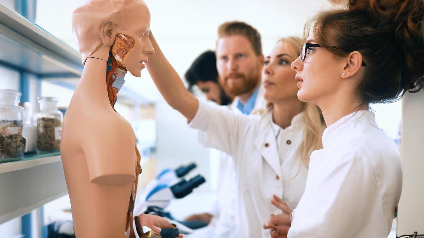 Students looking at a plastic anatomy model