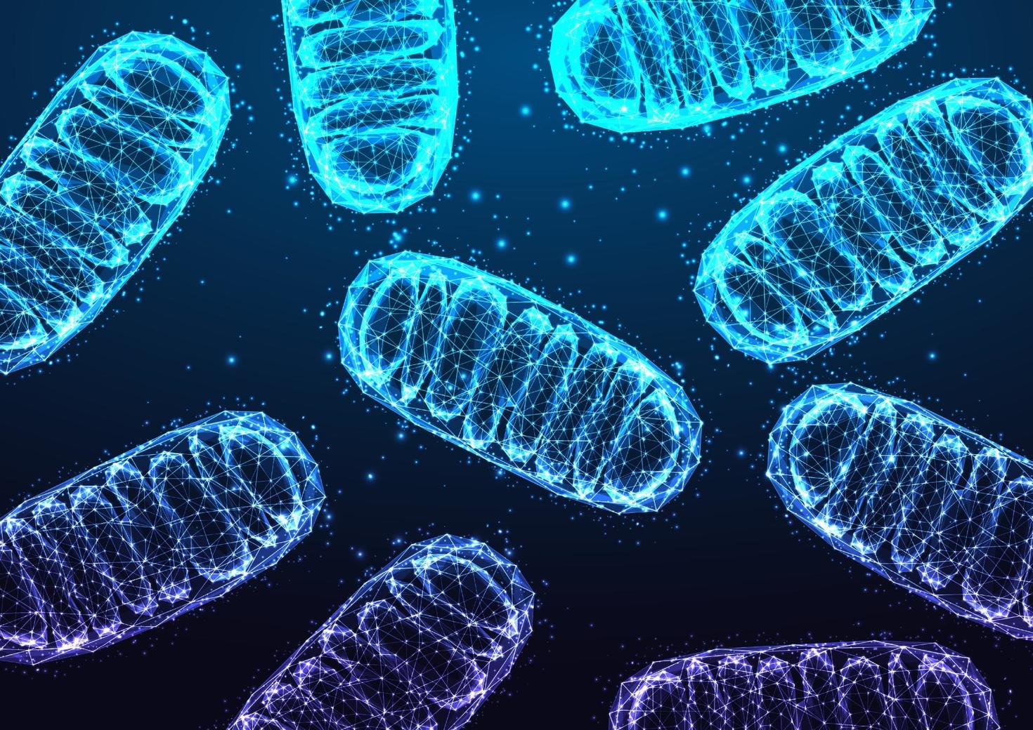 An illustration of mitochondria