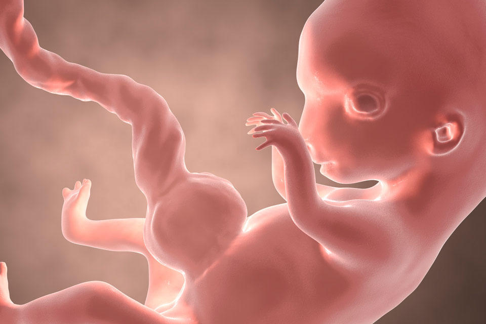 Embryo