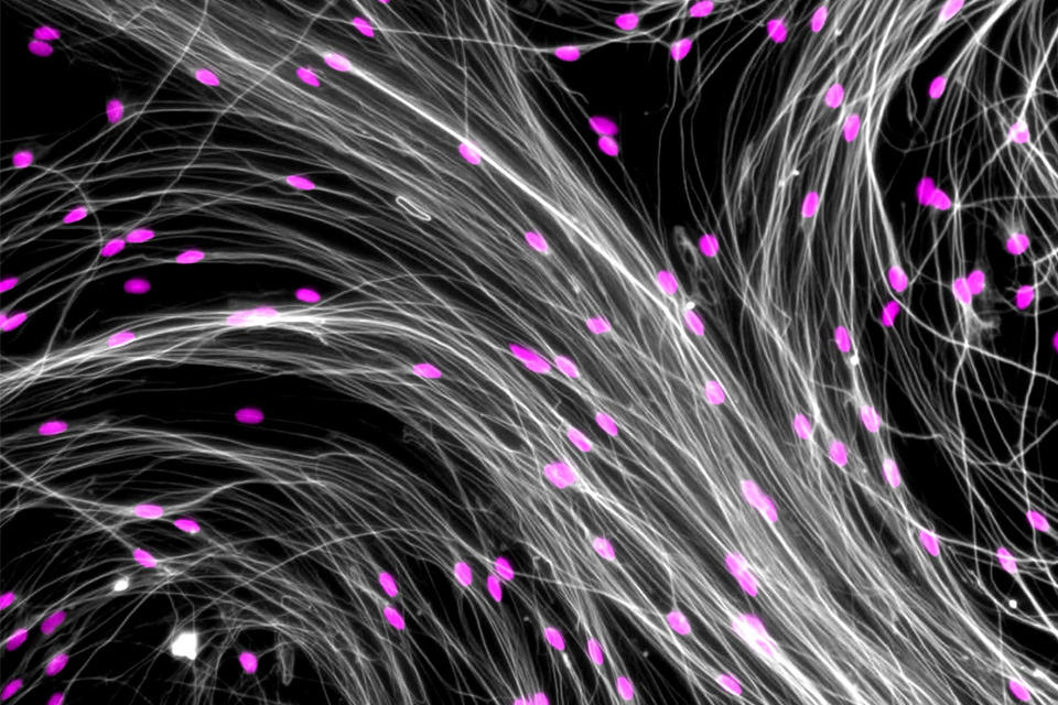 Photo of cells.
