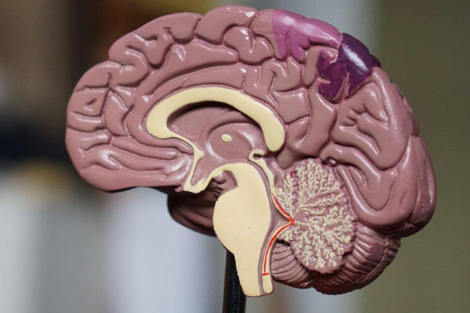 Stock image of a human brain