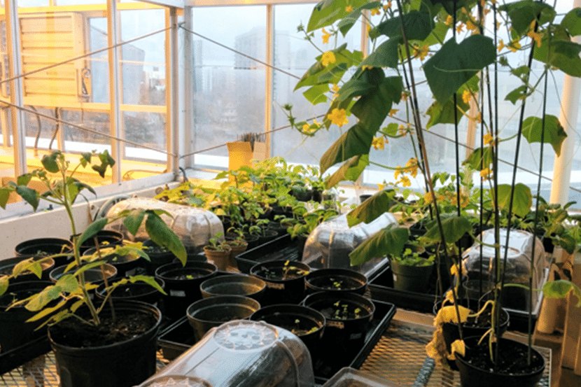 Greenhouse.