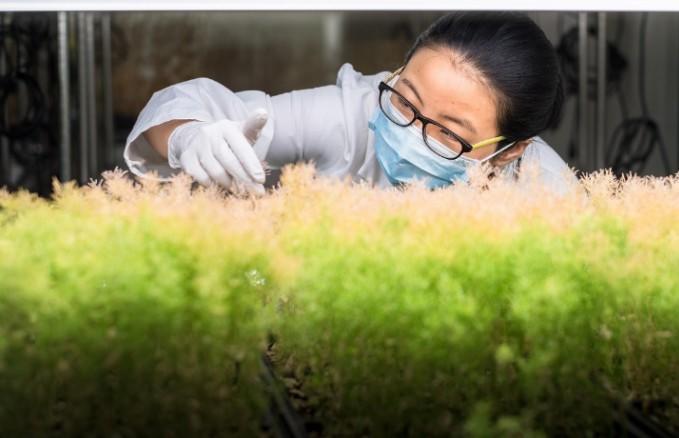 Researcher looking at plant samples