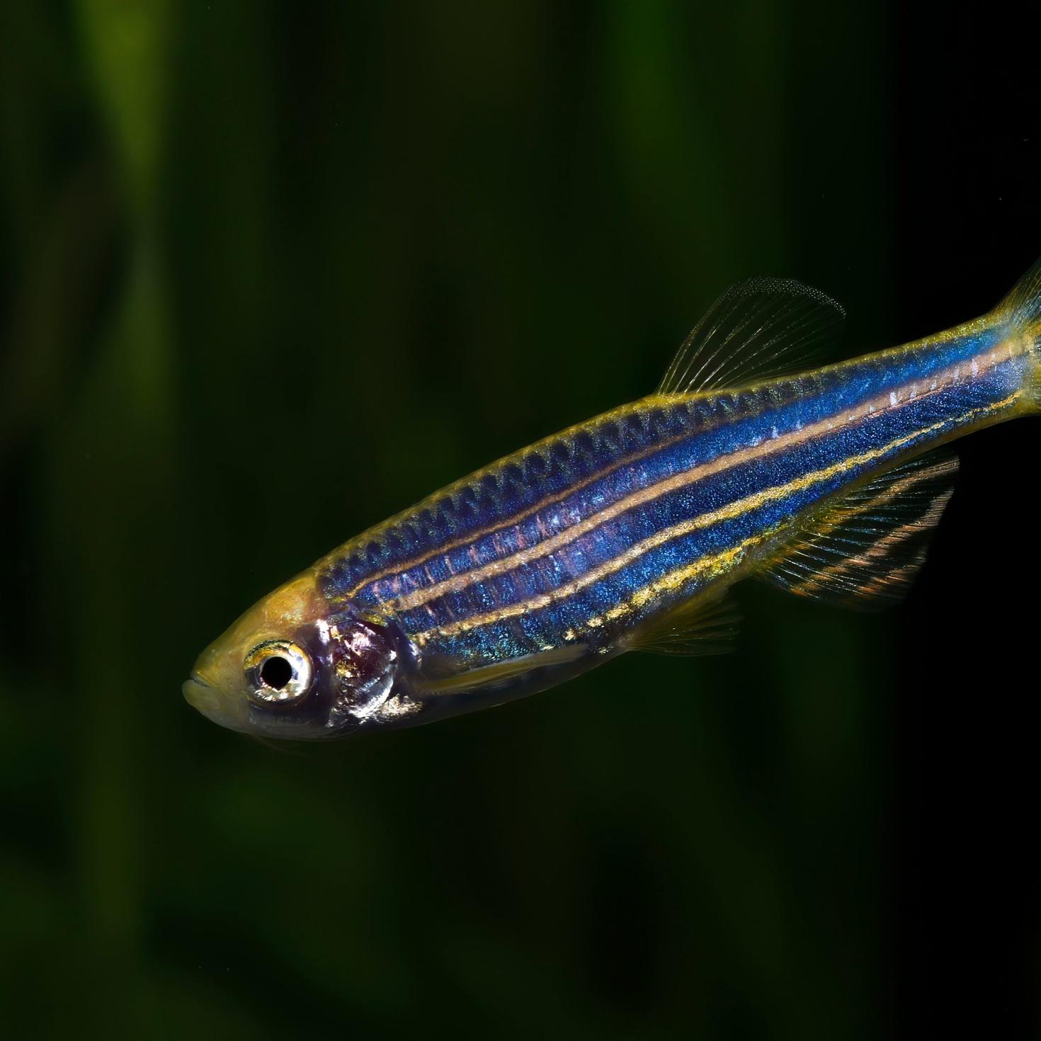 Close up on a zebra fish