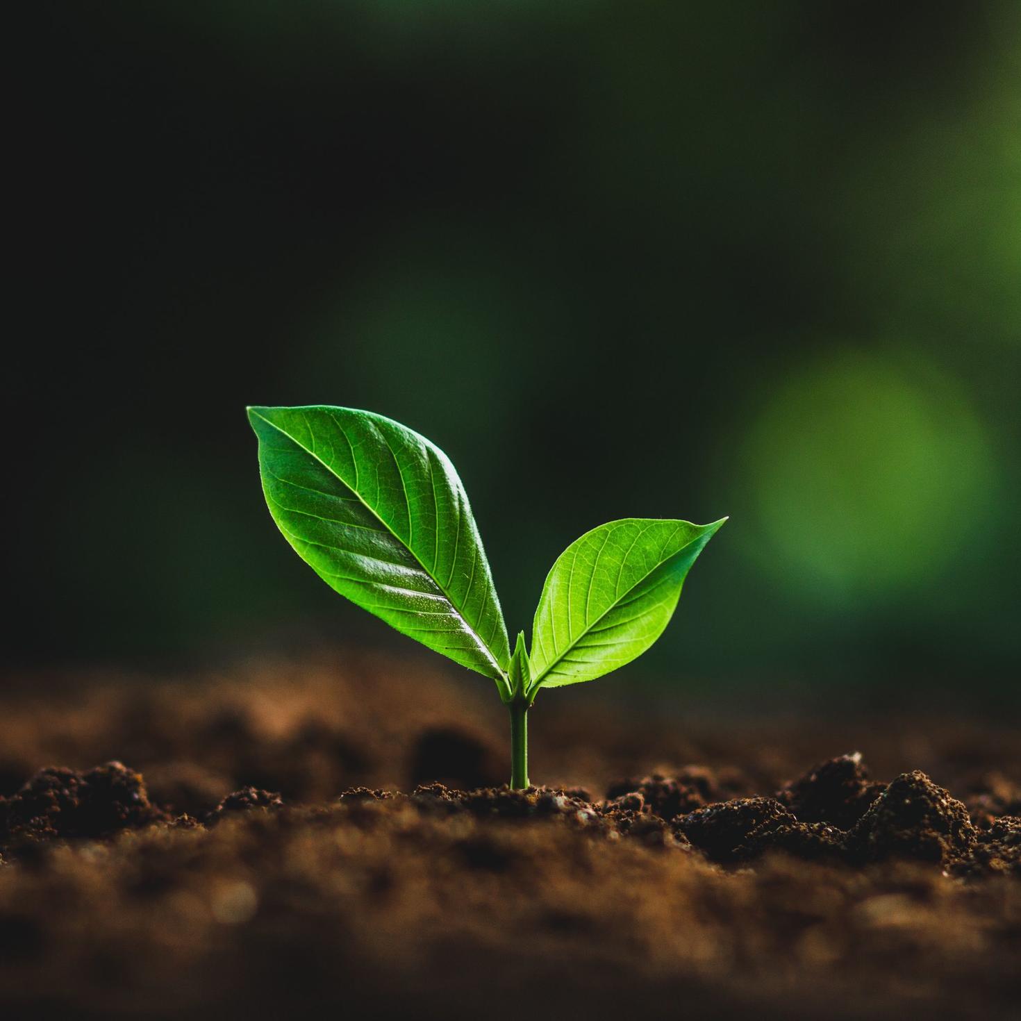 Close up on a tiny plant in dirt