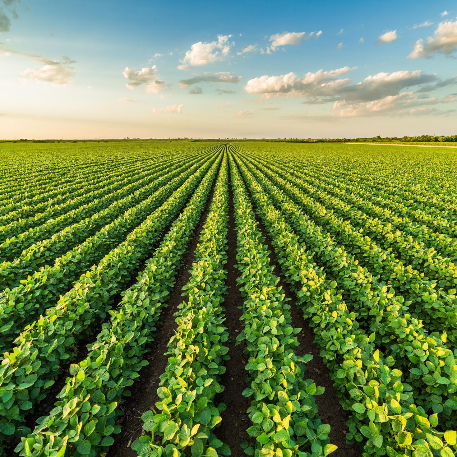 Field of soybean