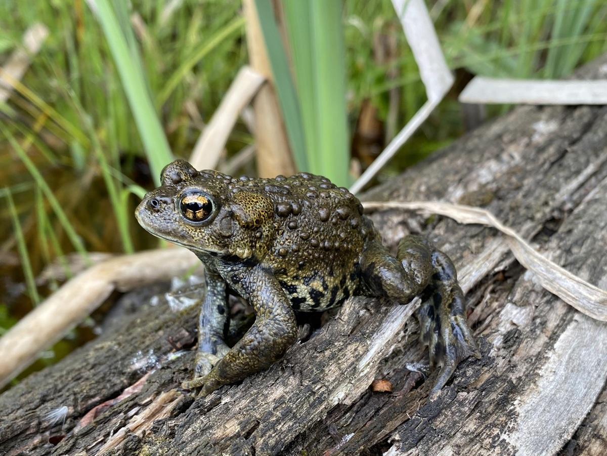 Western toad seen in its natural habitat.