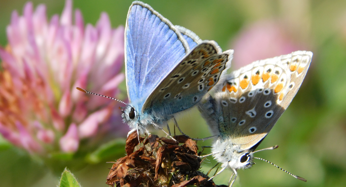 Male and female Polyommatus icarus