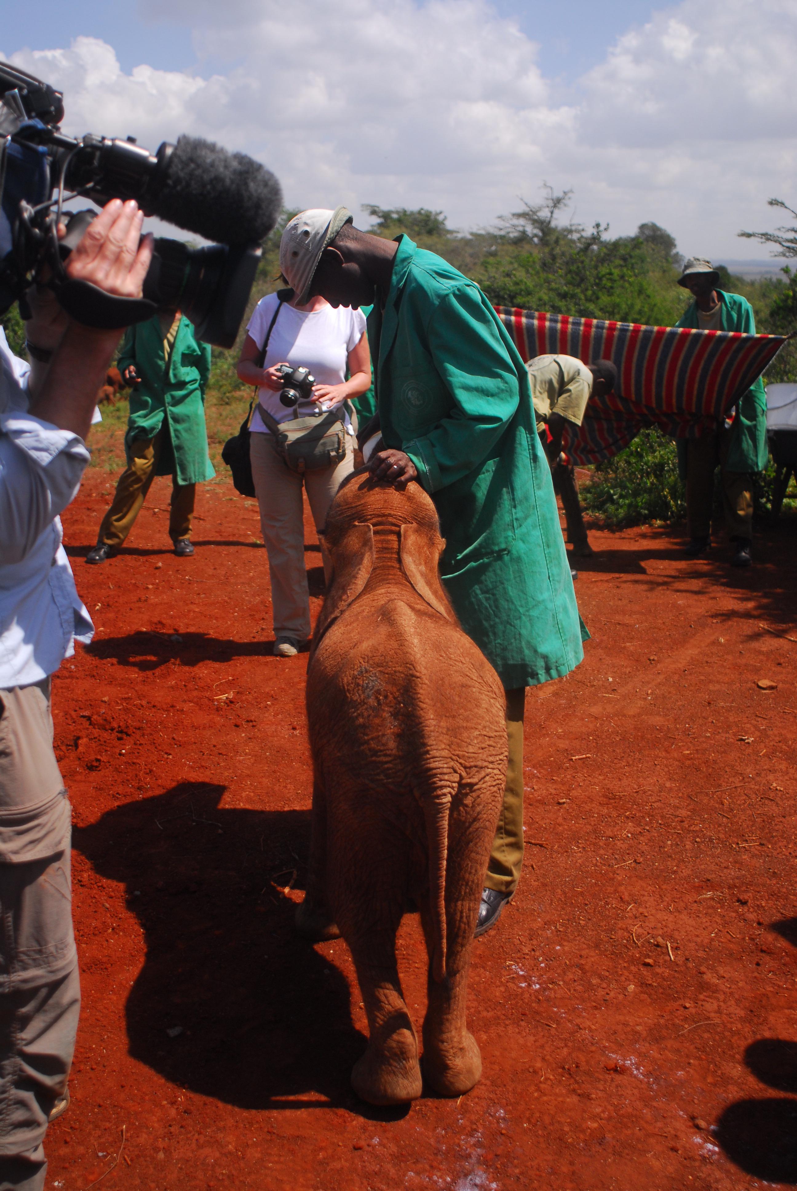 Filming the deeding a baby elephant