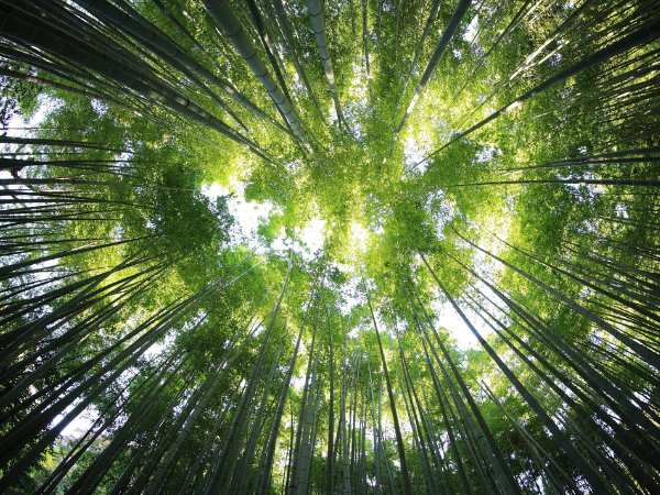 Tall trees seen from below.