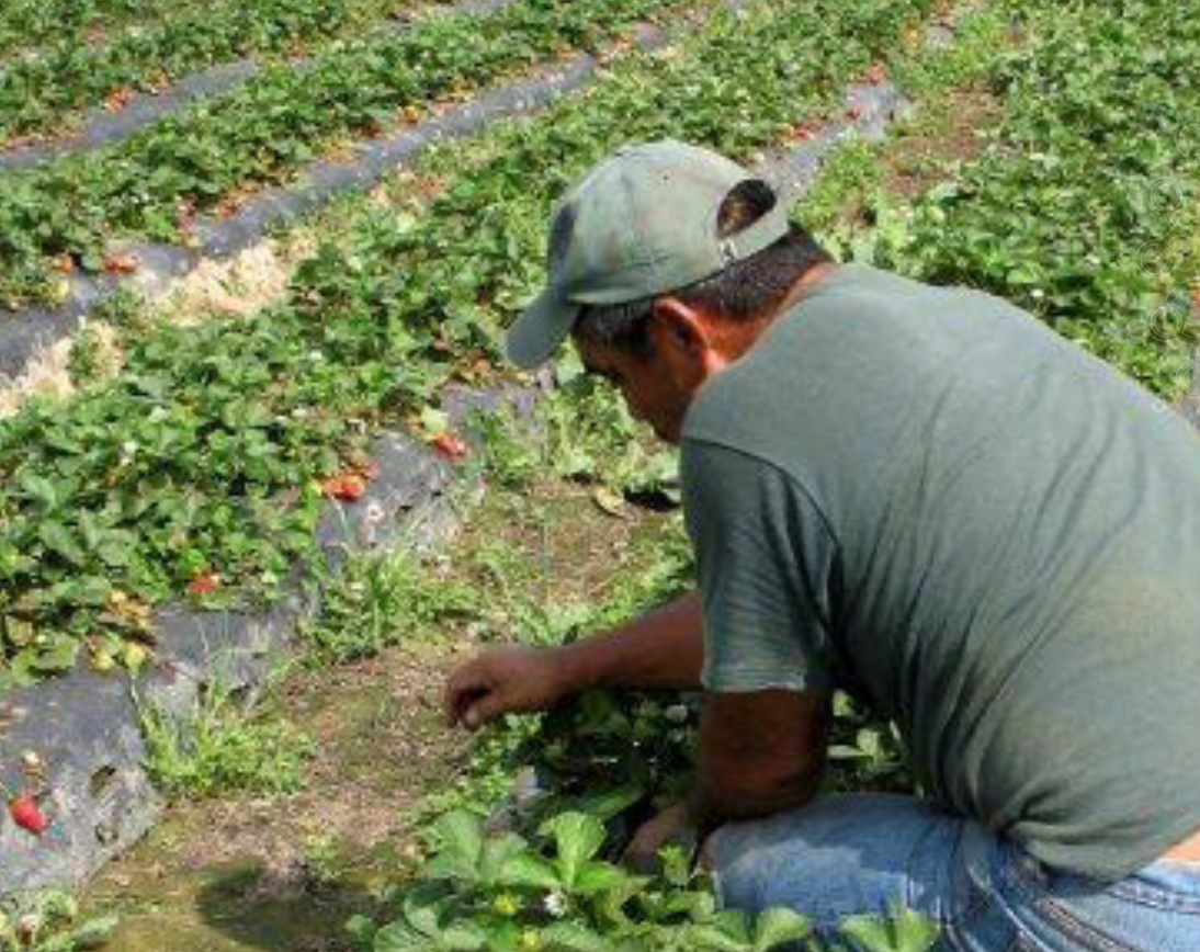 Temporary Foreign Workers