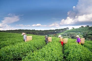 Farmers in Vietnam