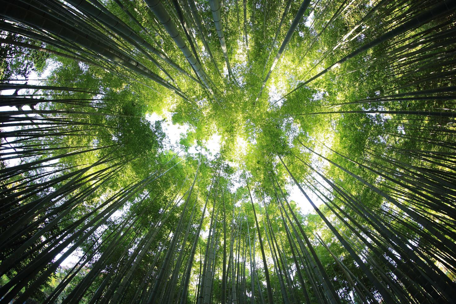 Trees in a forest