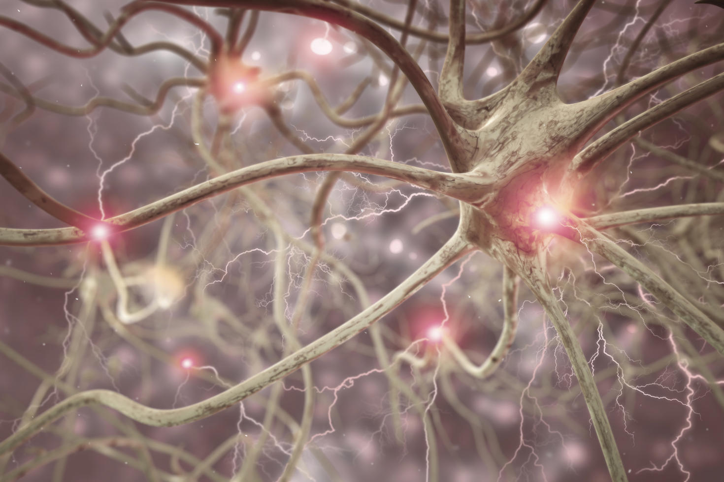 Neurons 