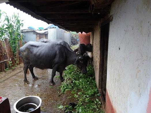 A picture of cows
