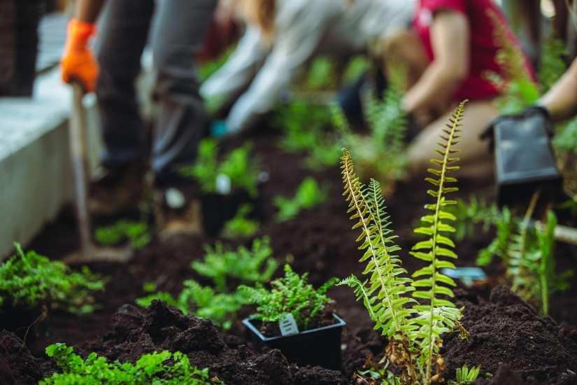 people planting plants in a garden 