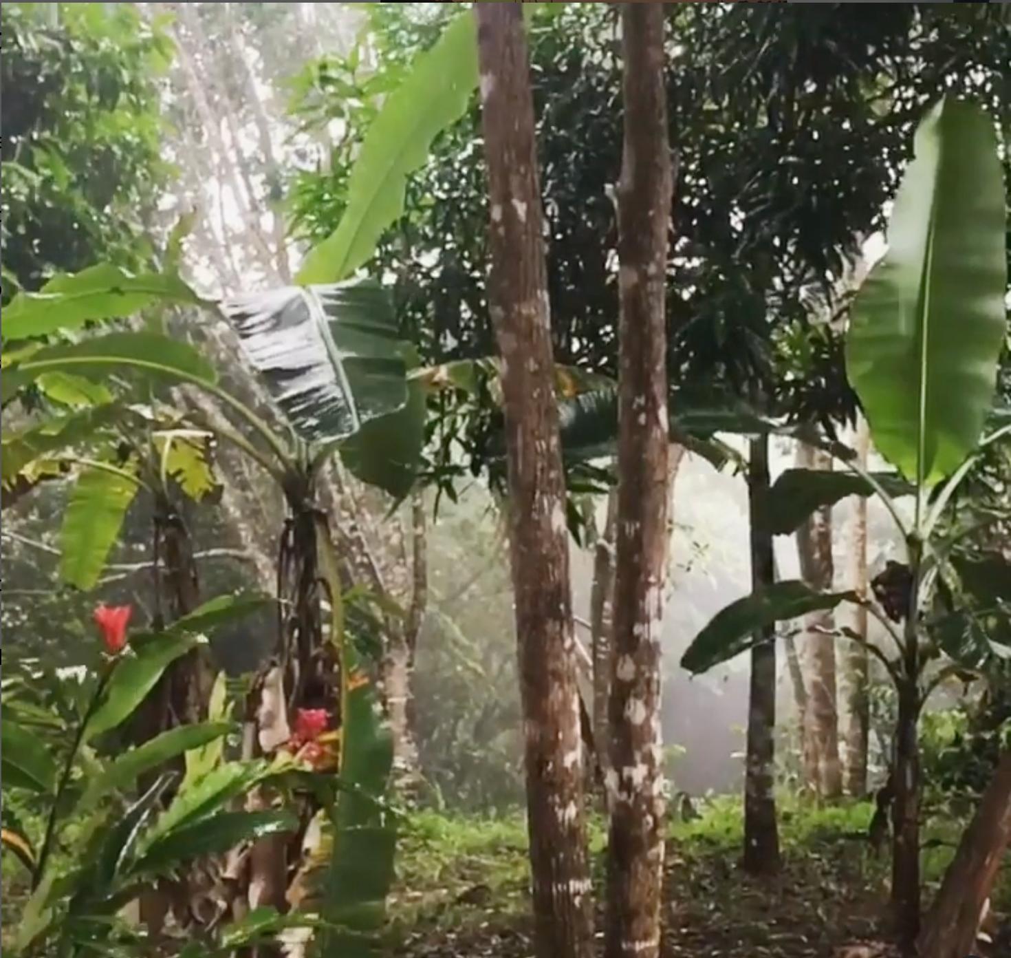 Tropical forest