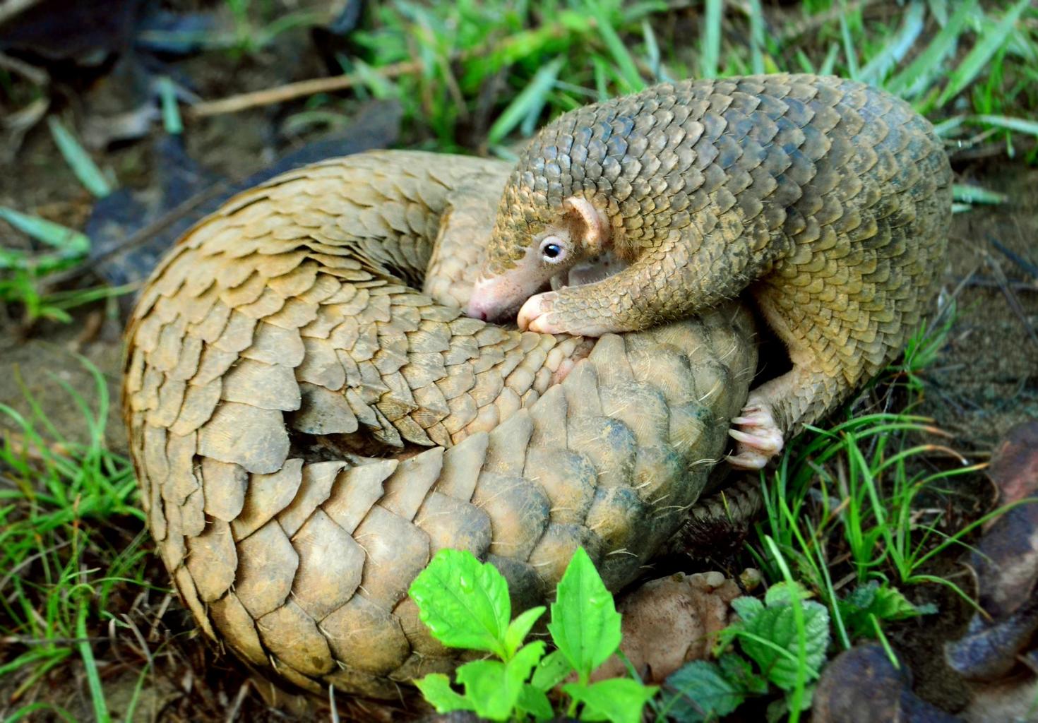 Philippine Pangolin curled up