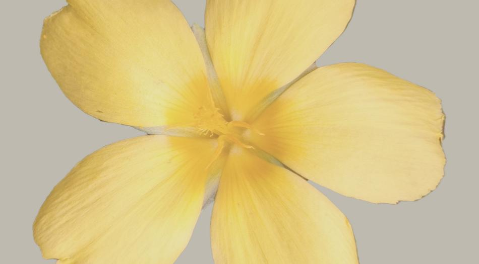 Yellow flower
