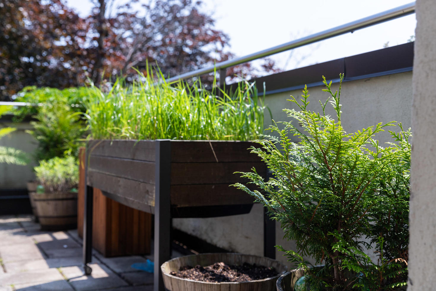 Indigenous Garden