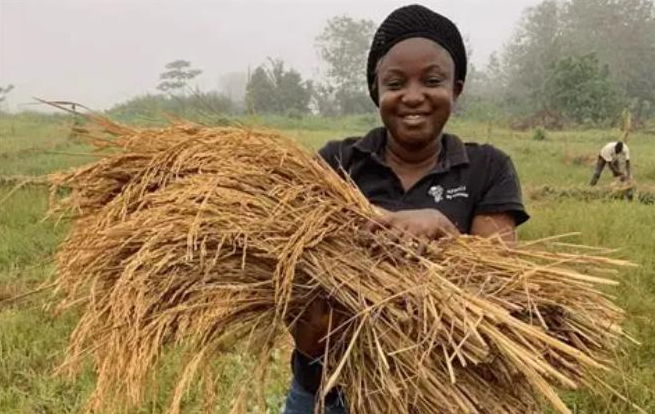 A woman working in a farm field in Côte d'Ivoire