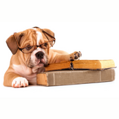 Dog with Books
