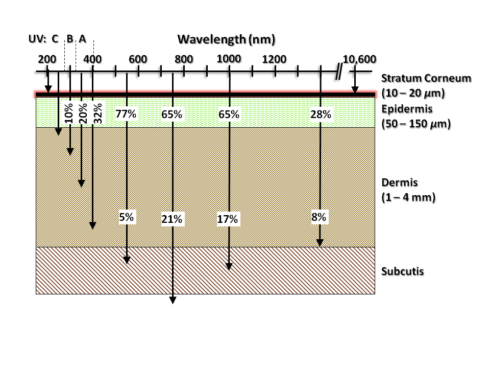 Absorption du rayonnement optique par la peau humaine