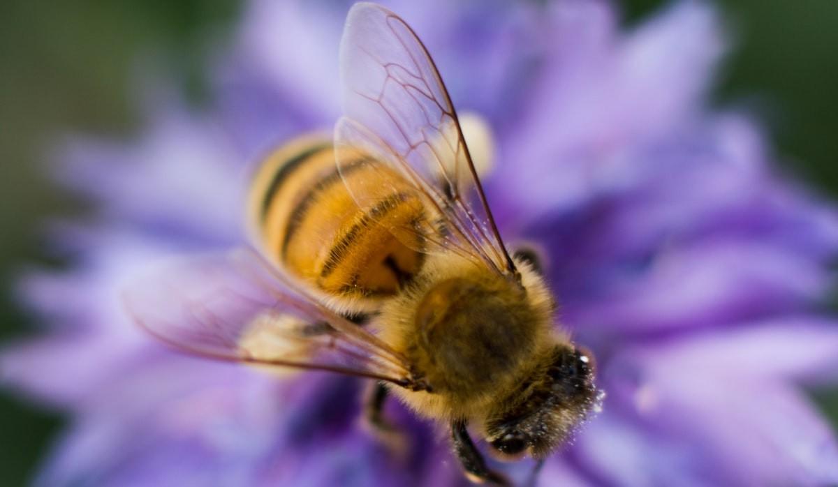 social_bee