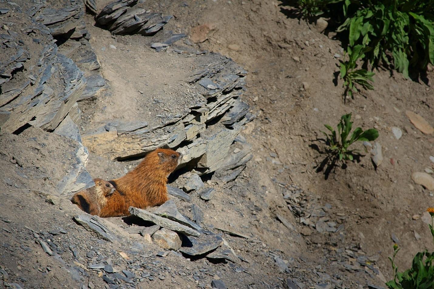 Marmottes perchées sur une colline