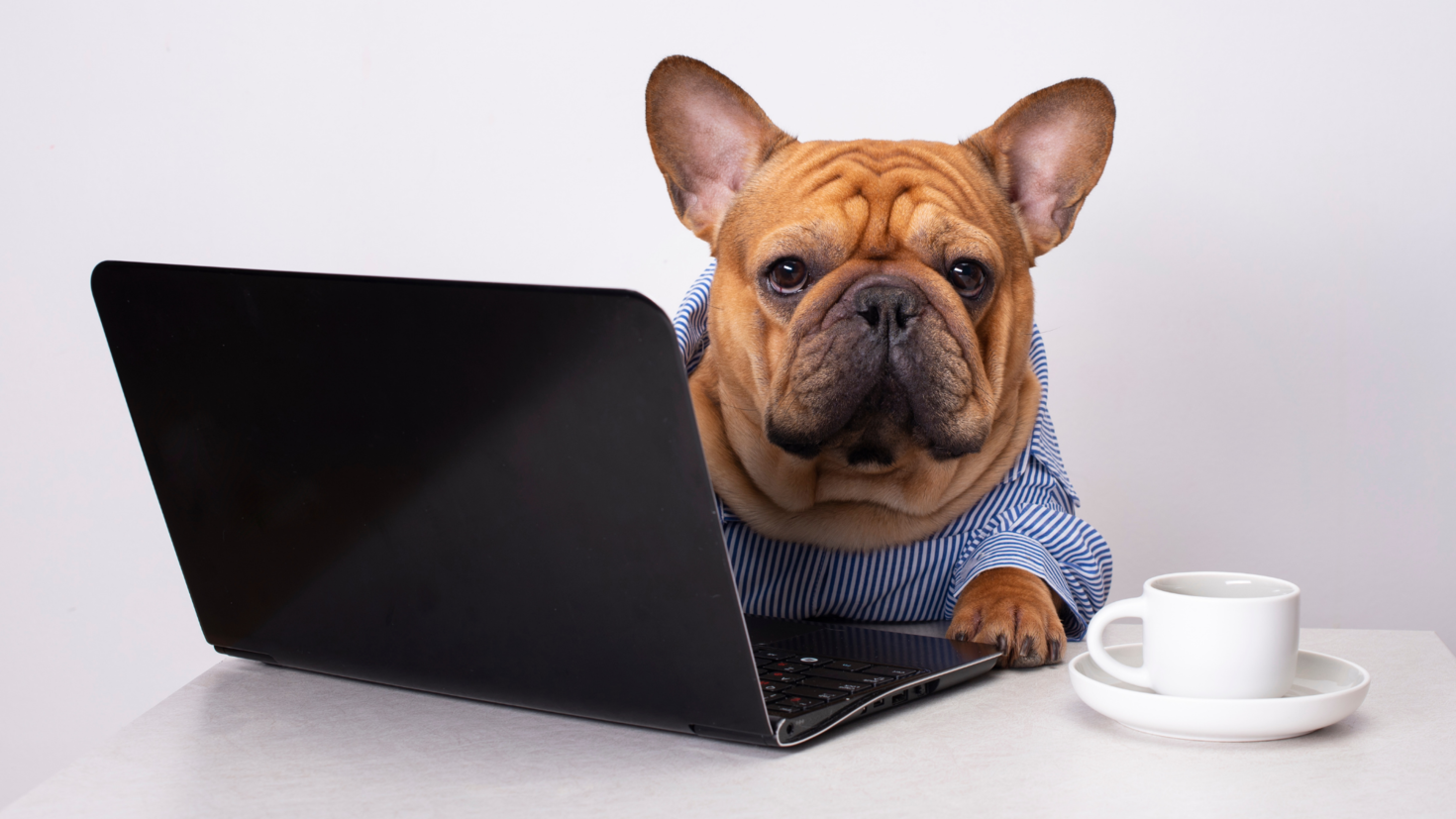 French bulldog signing up to courses on a laptop with espresso cup