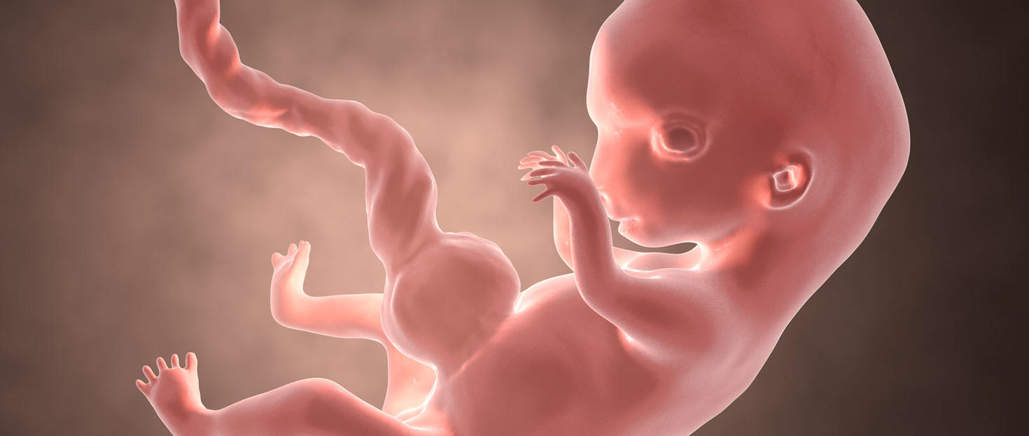 Foetus