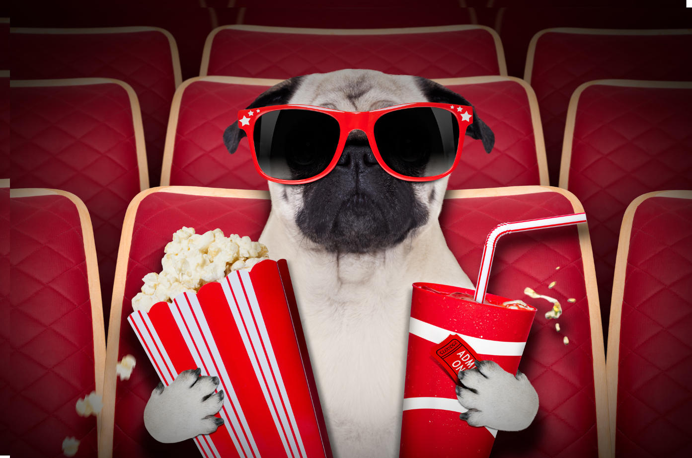Chien prêt à écouter un film au cinéma