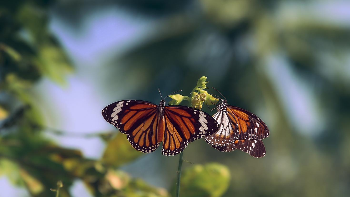 Monarch butterflies on leaf