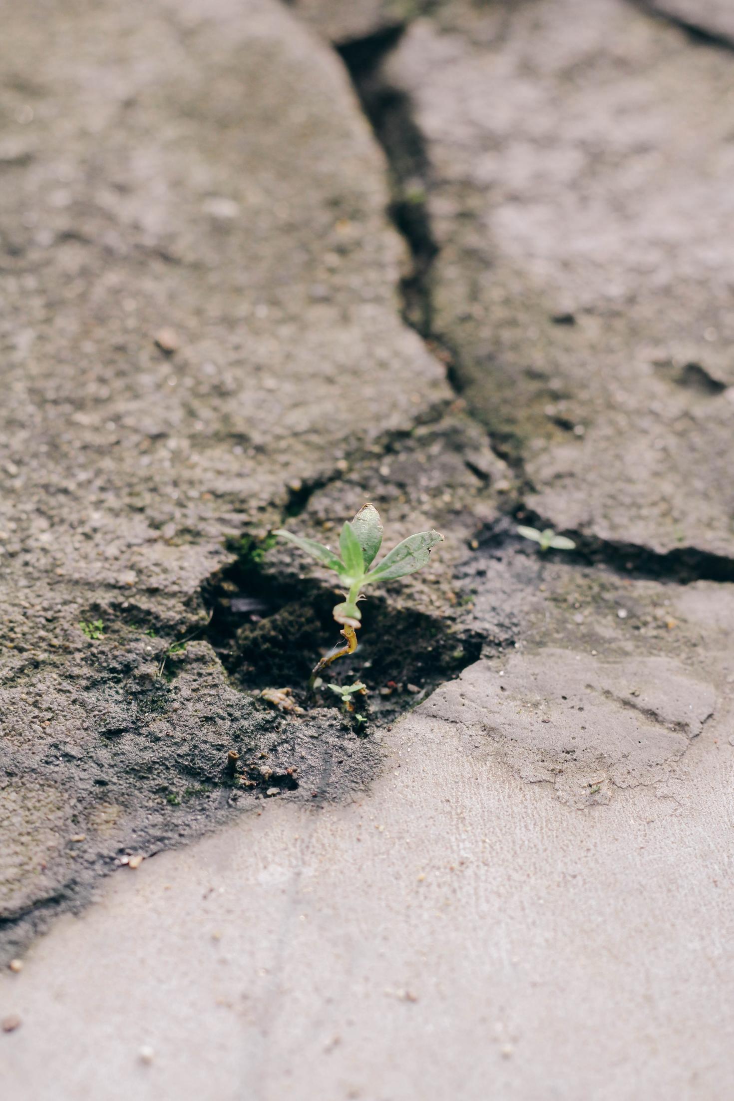 Plante poussant à travers le béton fissuré.