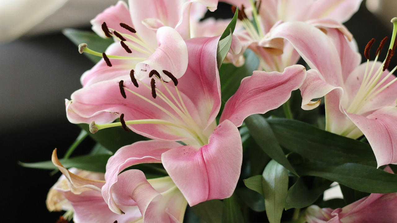 photo de fleurs.
