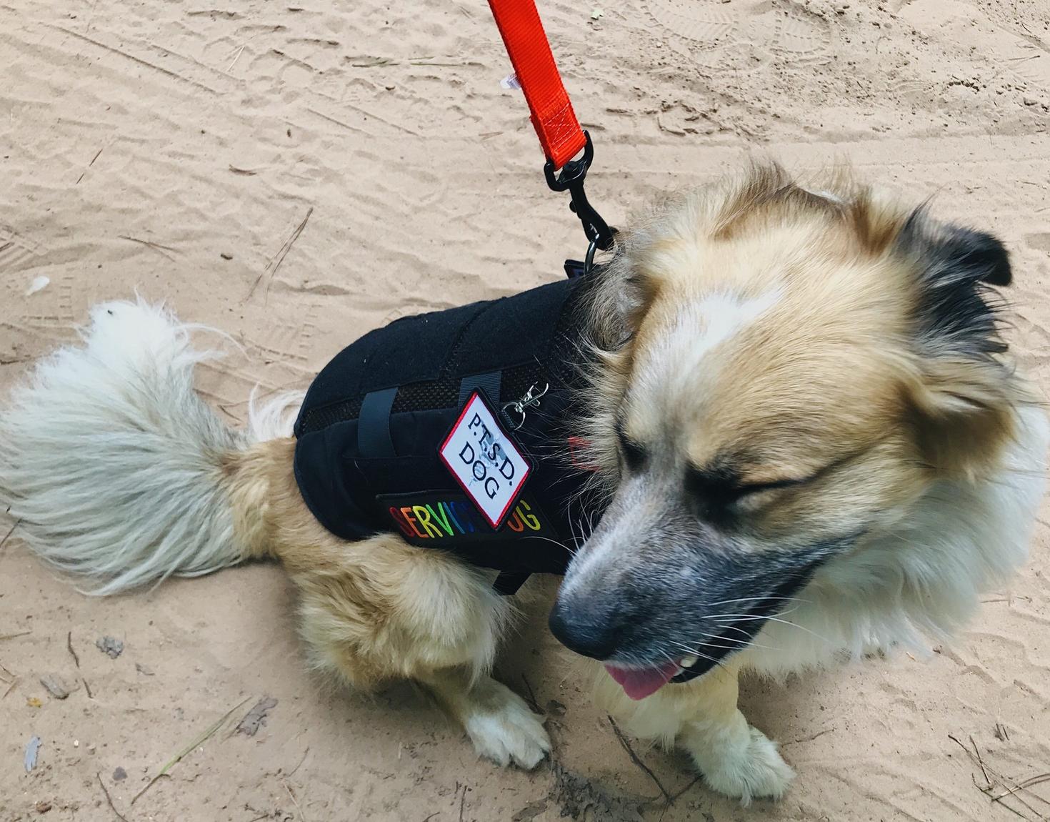 Chien avec une veste SSPT