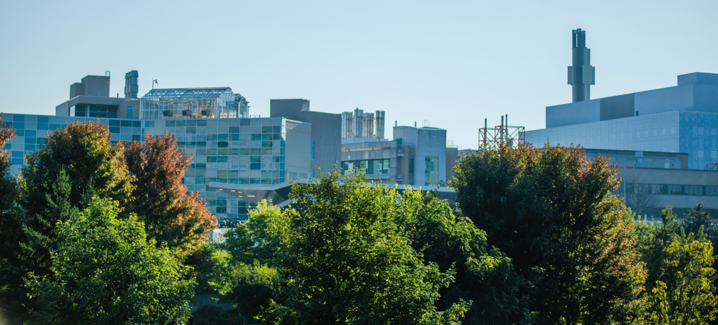 Arbres sur le campus de l'Université d'Ottawa