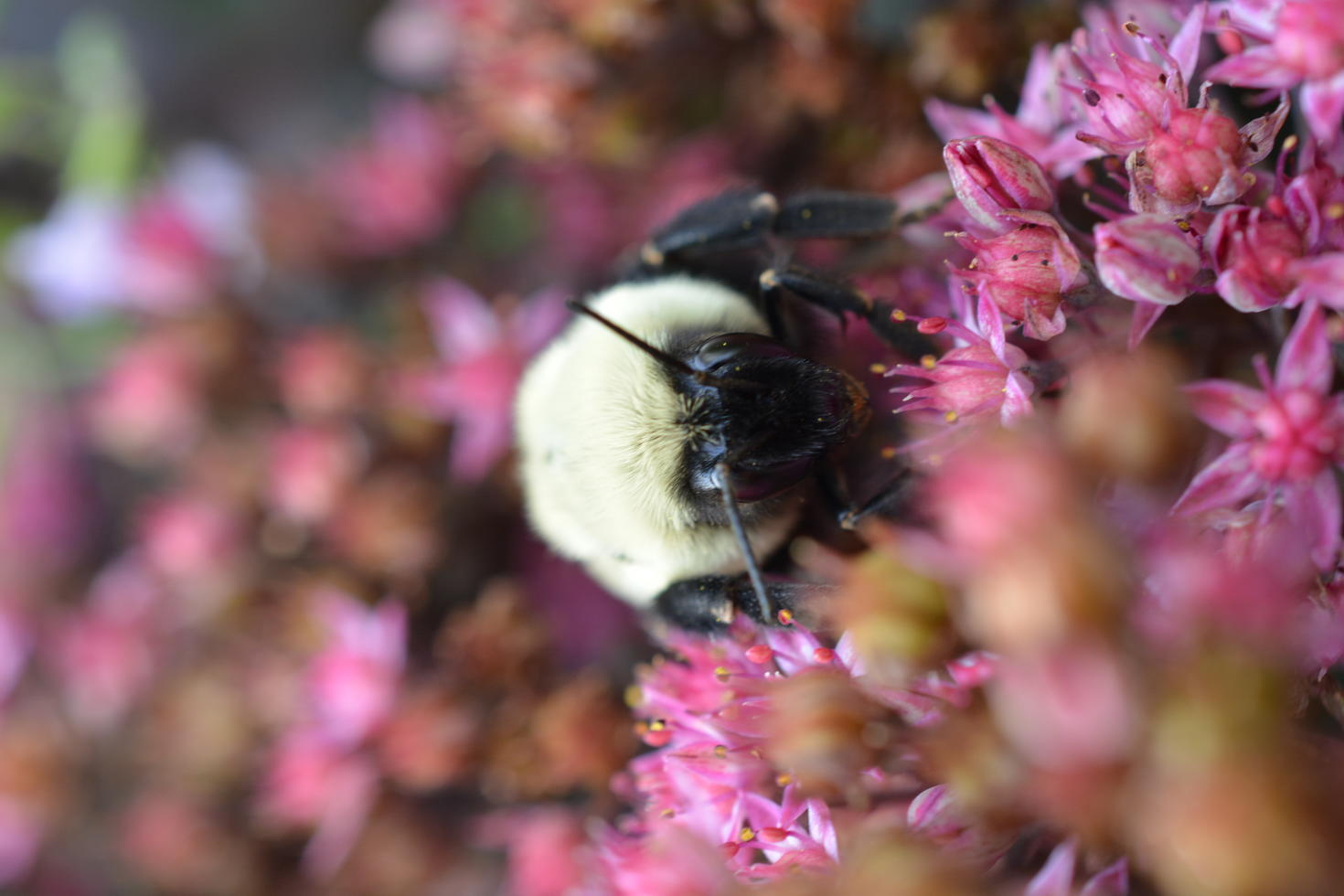 Une reine bourdon  - Photo: Lucas Borg-Darveau