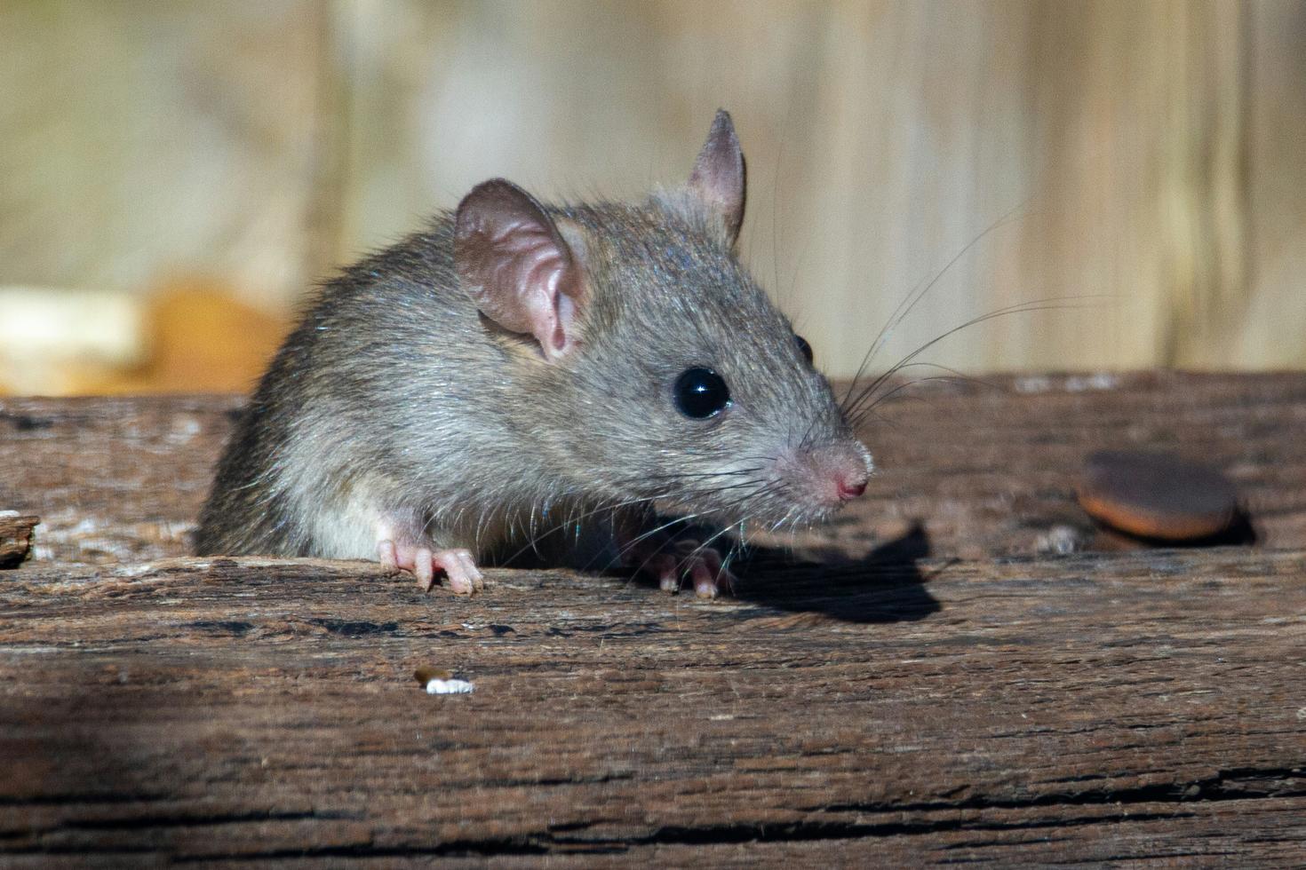 Que faut-il savoir sur l'épidémie d'hantavirus ?