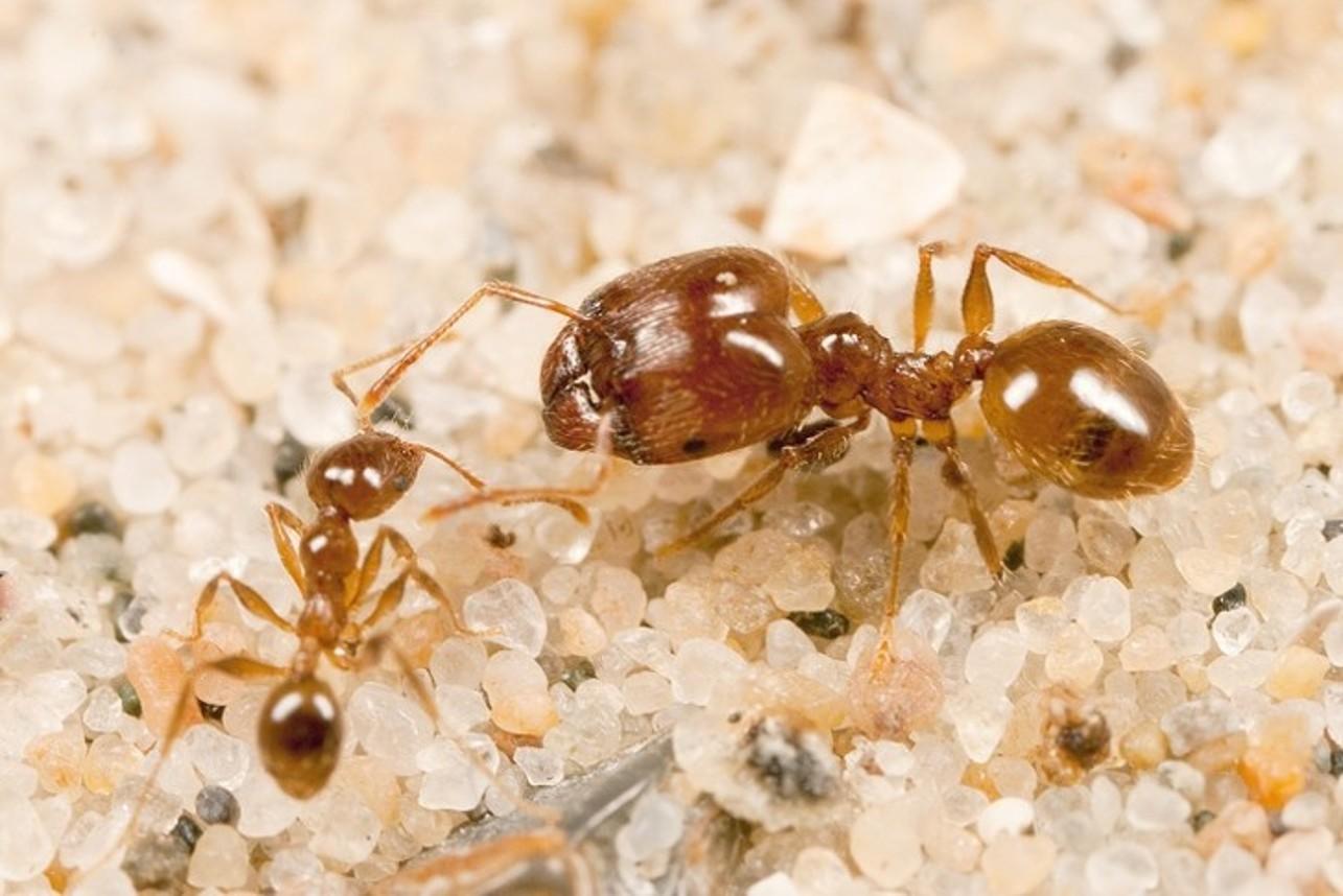 Genre Pheidole (souvent appelé fourmi à grosse tête) - Photo : Hugo Darras